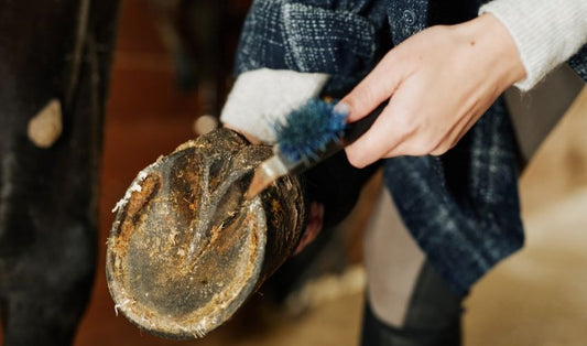 Caring for Hooves in Winter: Tips for Horses and Livestock