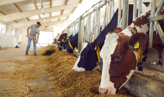 Preparing Your Livestock for Winter: Feed and Shelter Essentials