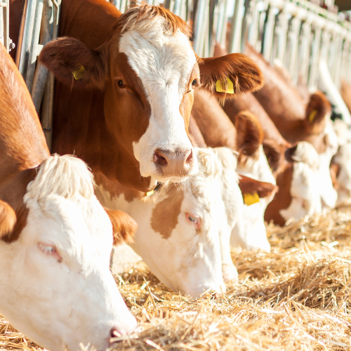 Cows eating hay.