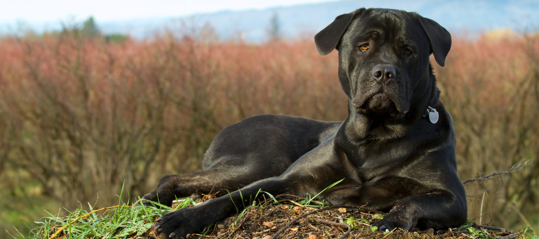 A dog laying in a field on a clear day.
